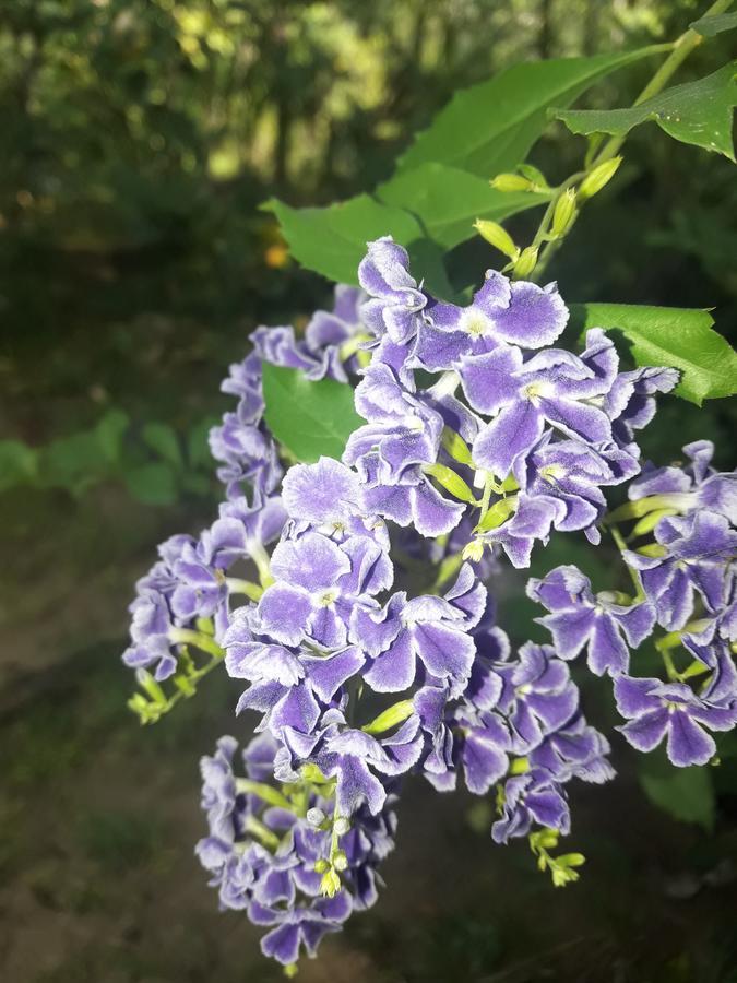 סיגירייה Sigiri Jungle Villa מראה חיצוני תמונה